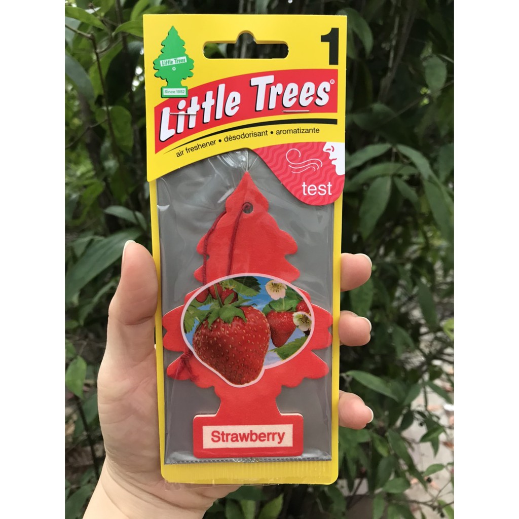 Cây thông thơm Little Trees