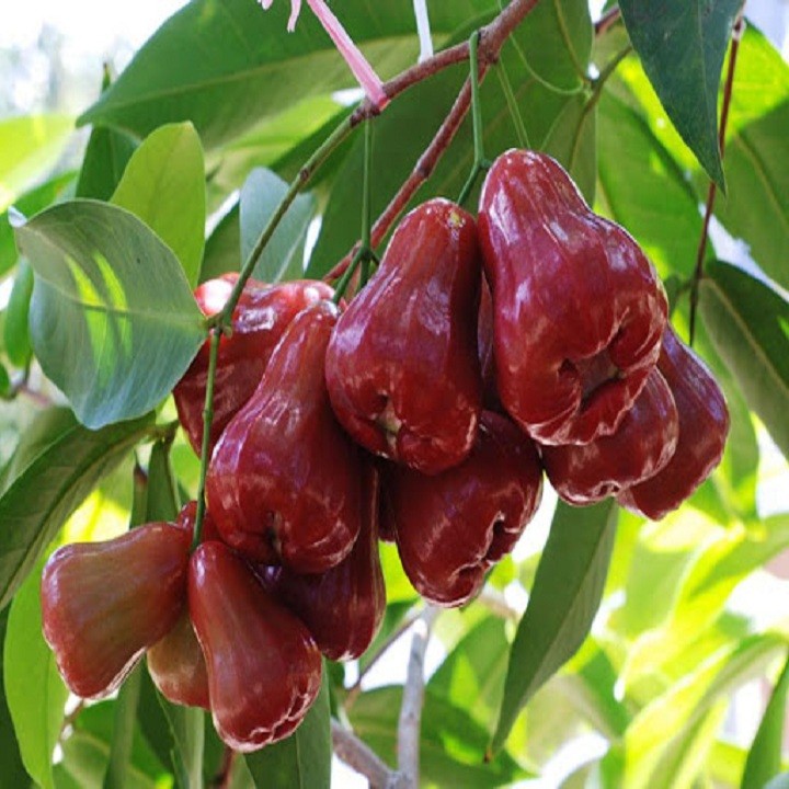 Cây giống mận đỏ Thái Lan - C105