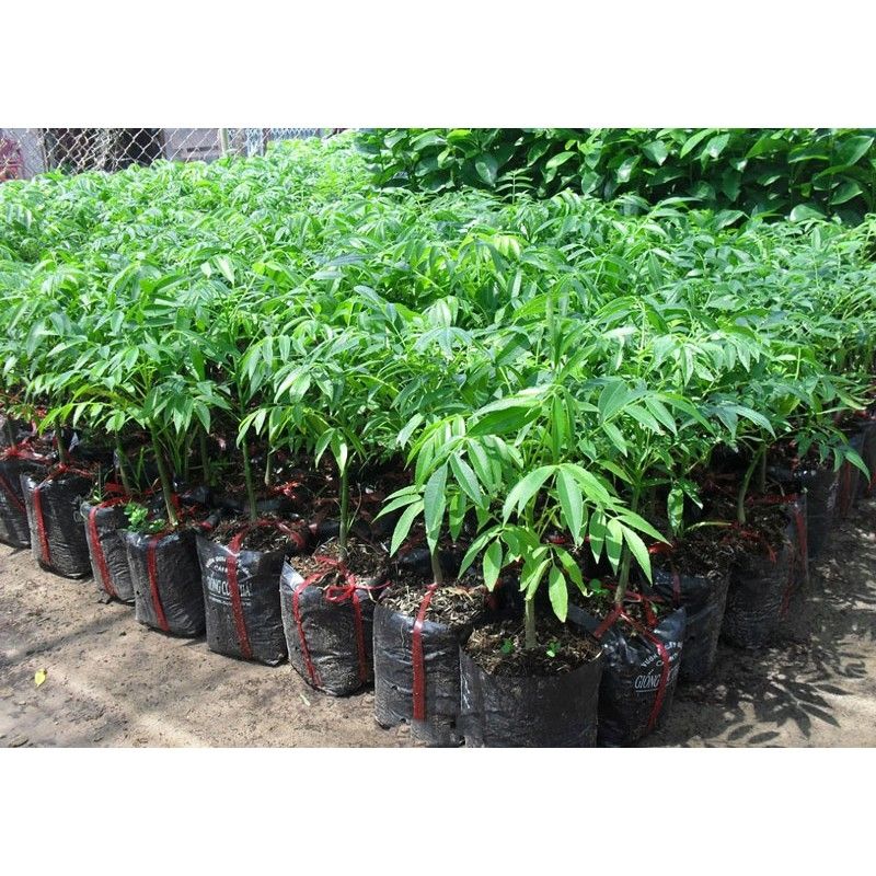 (FREESHIP Từ 50K) cây giống cóc bao tử thái lan