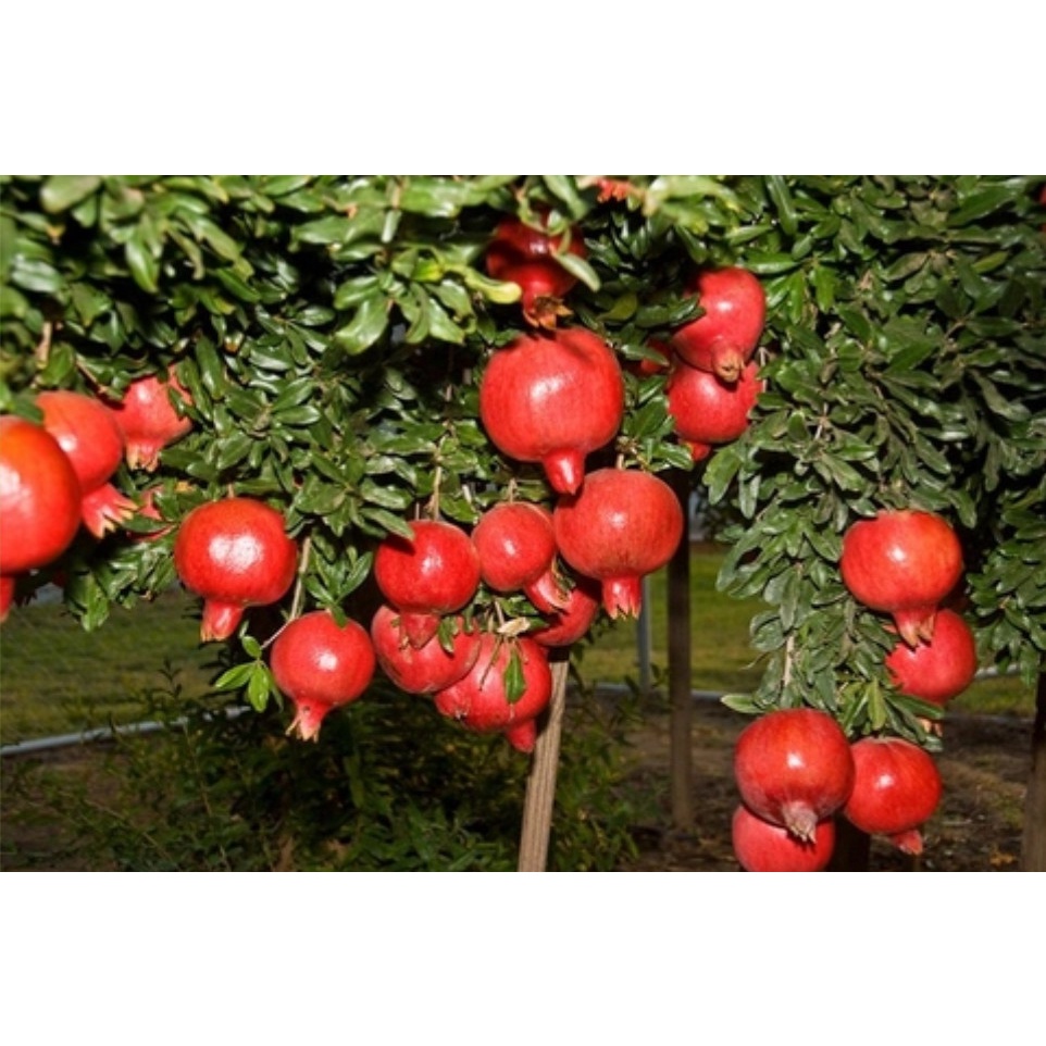 CÂY GIỐNG LỰU ĐỎ LỒNG ĐÈN (trông 12 tháng ra trái)