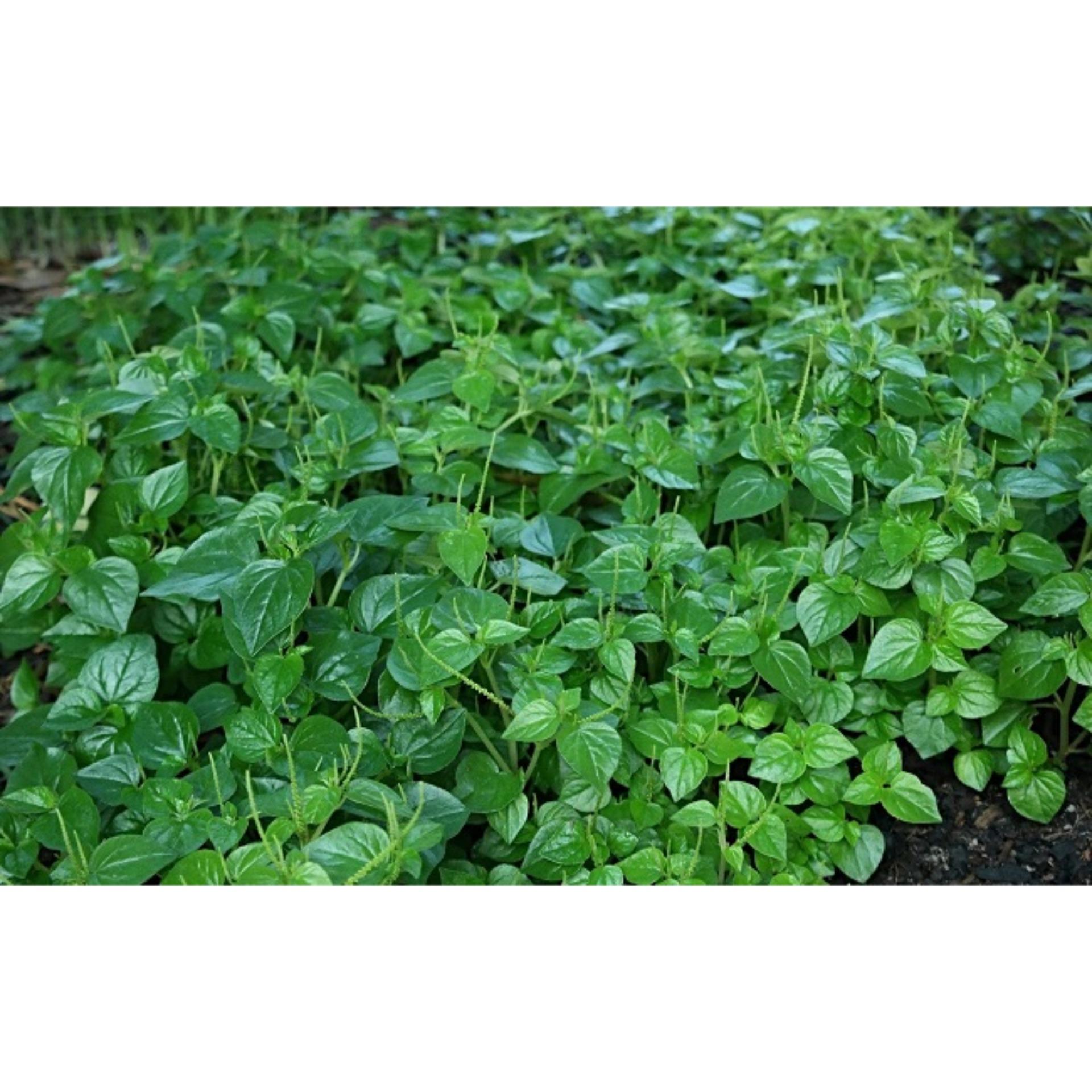 0.5gr Hạt giống Rau càng cua (tặng Kích nẩy mầm, Hướng dẫn ươm)