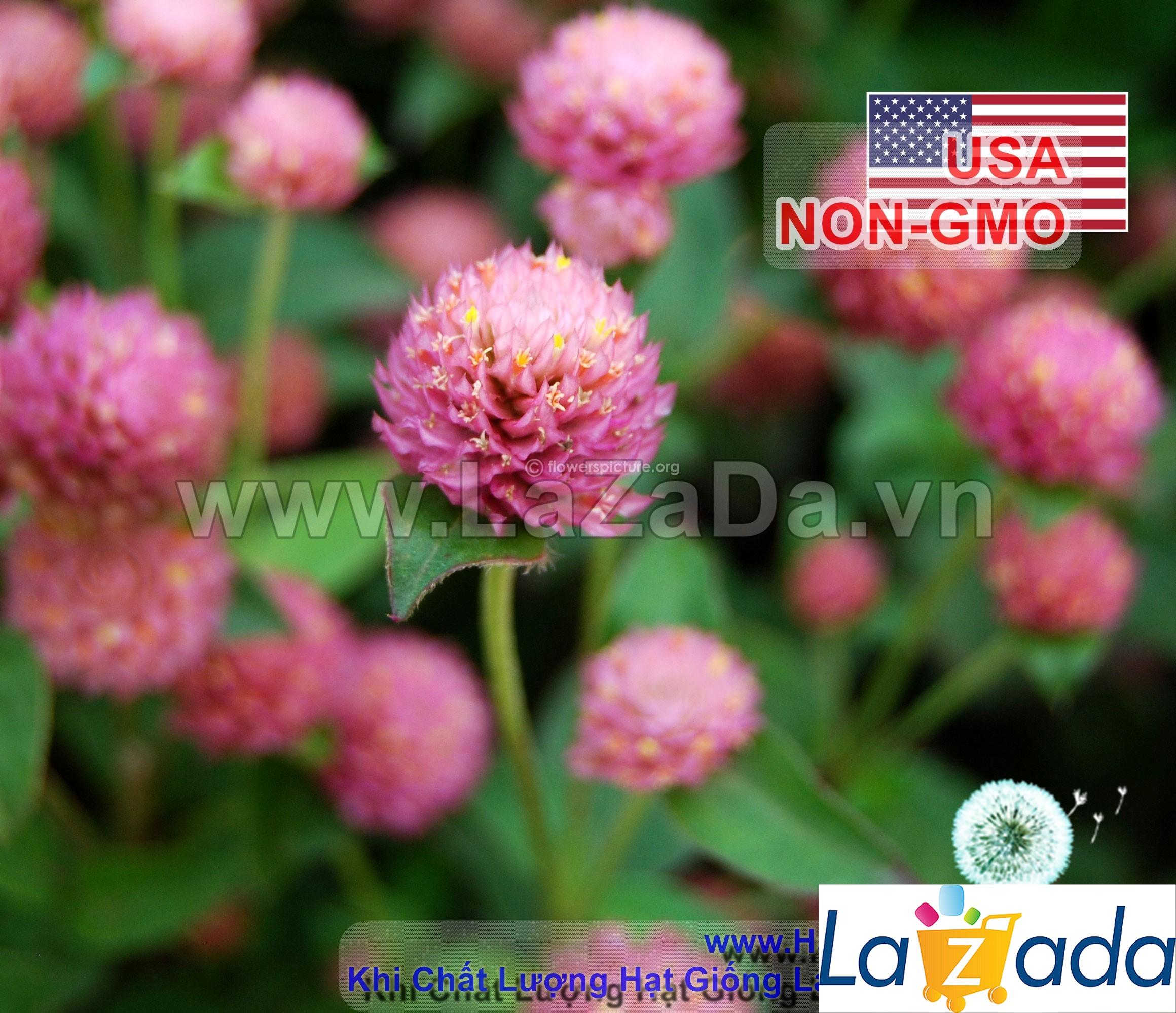 1GR 400.HAT Hạt Giống Cúc Bách Nhật Salmon (KD| -KD: B26*V72*M214)