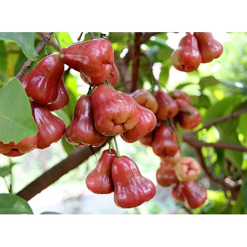 Cây giống Roi đỏ. Thái lan. cây giống chuẩn F1 cây chịu nhiệt sai trĩu quả cho năng suất cao +Tặng 3 cây chè xanh