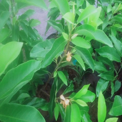 CÂY HOA NGỌC LAN VÀNG
