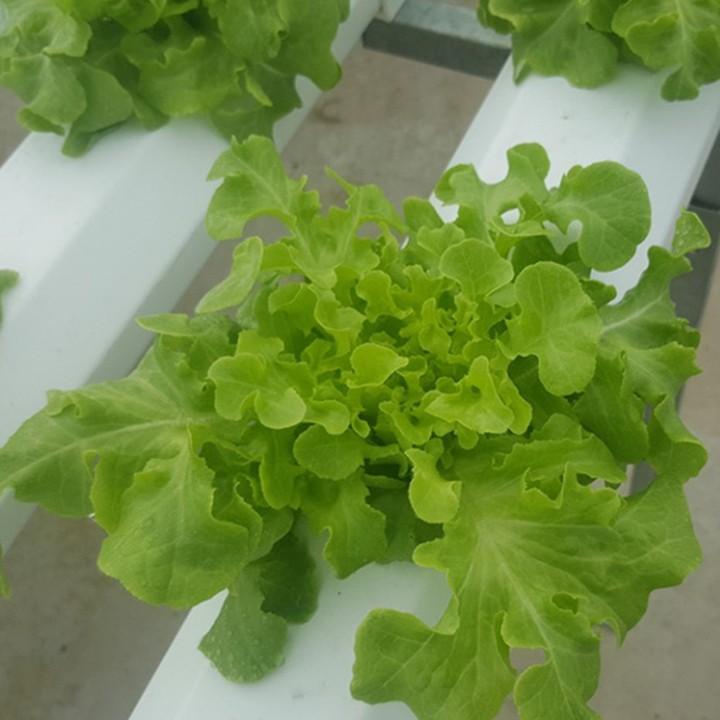 Hạt Giống Xà Lách Sồi Xanh Oakleaf - 4Gr