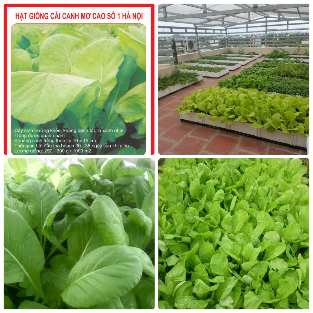 Hạt Giống Rau Cải Mơ Lùn  - gói 20gram