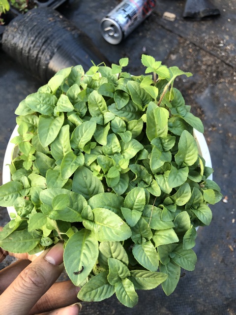 Chậu Cây Quế Vị ( 12cm) (hot)