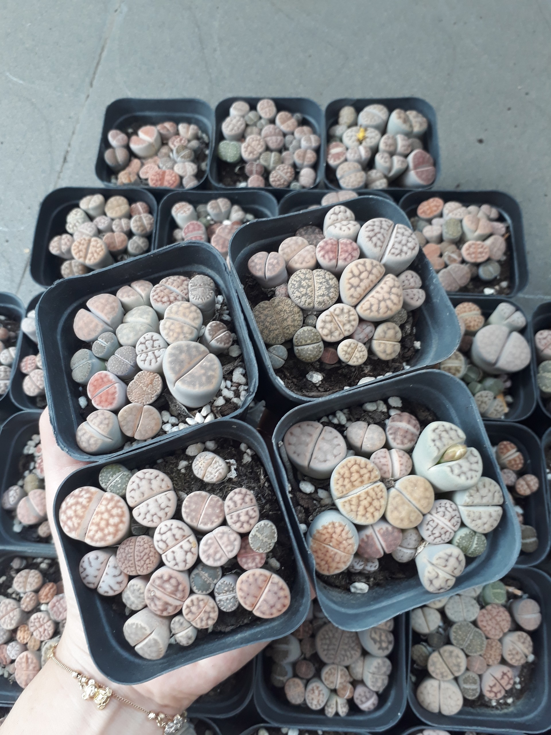 Sen Mông Đủ Màu Chậu Vuông 6.5cm (Sen Mông/Lithops/Thạch Lan)