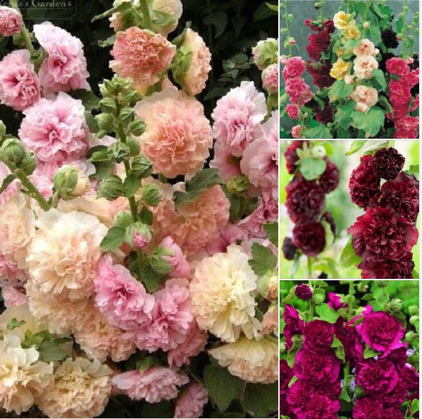 Hạt giống mãn đình hồng kép mix màu - gói 50 hạt