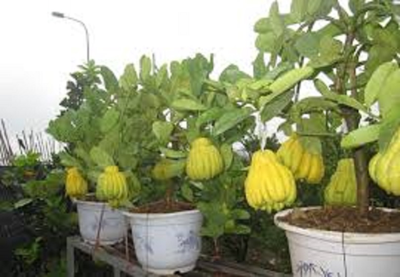 CÂY PHẬT THỦ - QỦA ĐẸP - Ý NGHĨA - CÂY GIỐNG GIÁ TRỊ KINH TẾ CAO