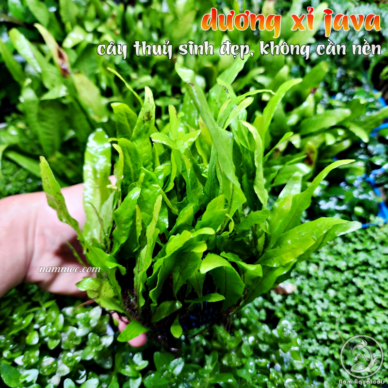 Cây Dương Xỉ Java Mini (Microsorum java) | Cây Thuỷ Sinh Dễ Đẹp - Cực Dễ Chăm - Không Cần CO2