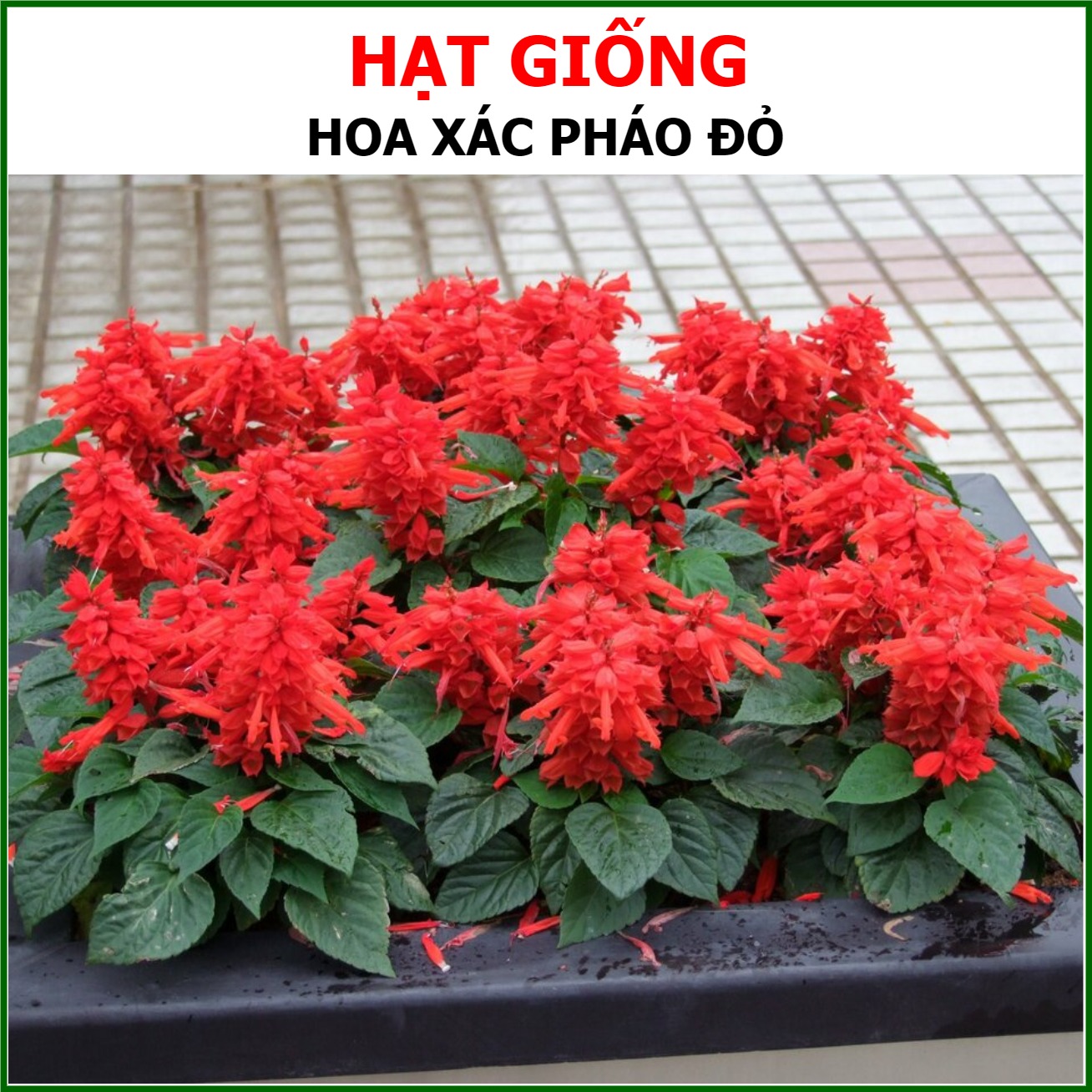 Hạt giống hoa xác pháo đỏ cây cao 50-60cm hãng sen vàng