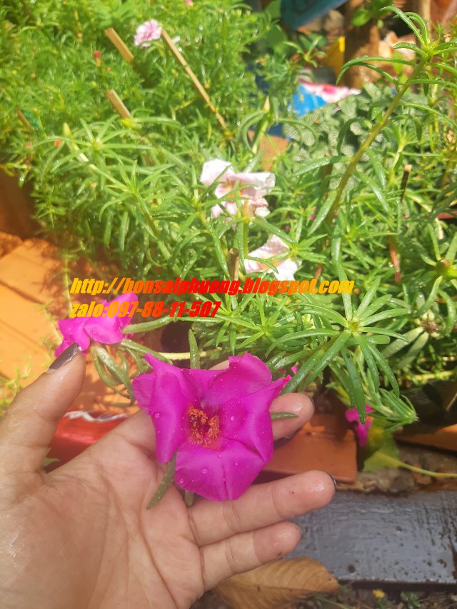 combo 3 chậu hoa 10 giờ THÁI - VIỆT - MỸ