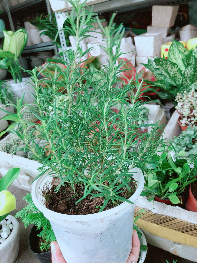 Chậu Hương Thảo