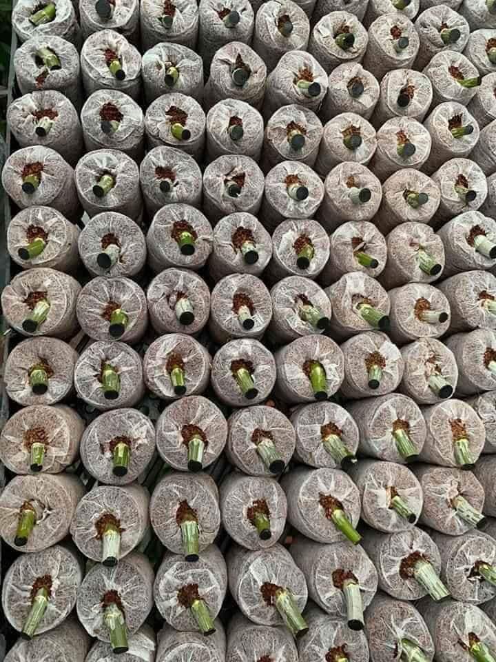 Combo 200 viên nén sơ dừa ươm cây và hạt giống