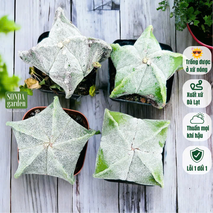 Xương rồng astro trắng size bé lỗi 1 đổi 1