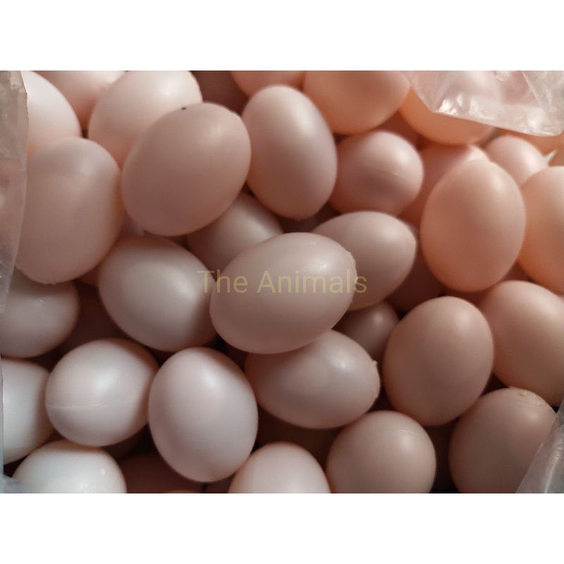 [HCM]10 Trứng chim bồ câu giả