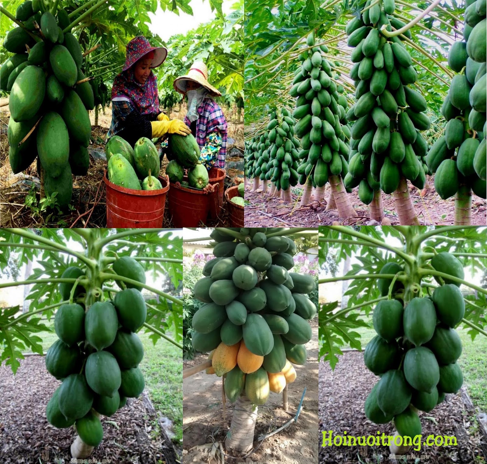 COMBO 04 Cây ĐU ĐỦ LÙN PHUKET THÁI LAN