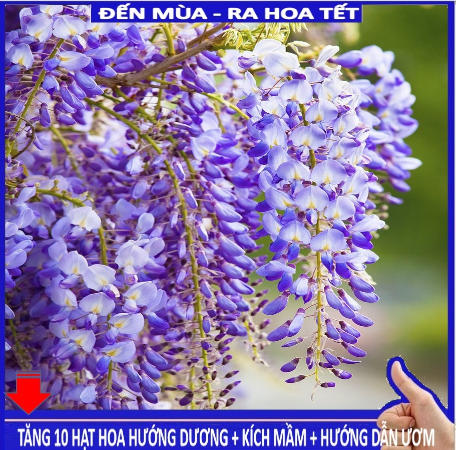 MJ234 Hoa Tử đằng: cây hoa leo thân hóa gỗ 5 hạt