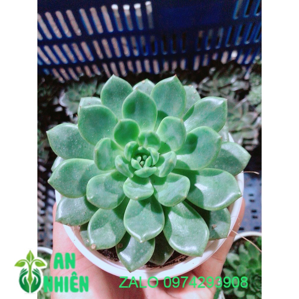 Sen đá bánh bao kèm chậu sứ