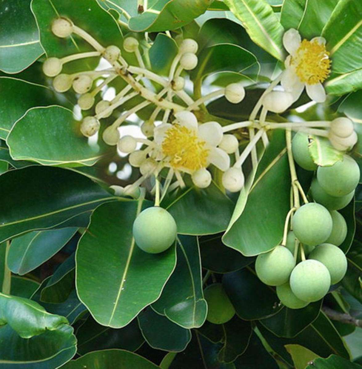 Dầu mù u 12ml