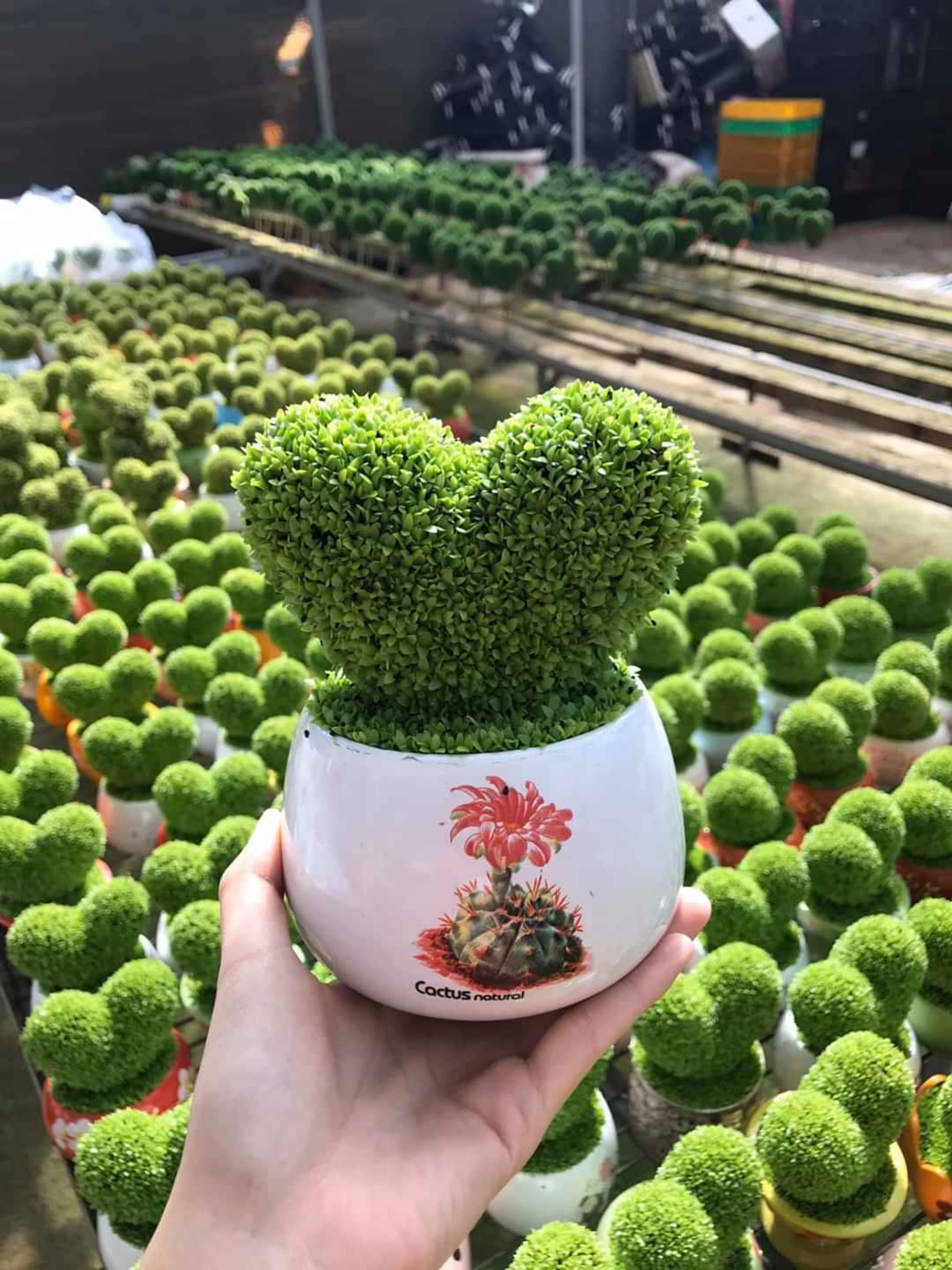 CHẬU CÂY TRÁI TIM MAY MẮN TRANG TRÍ