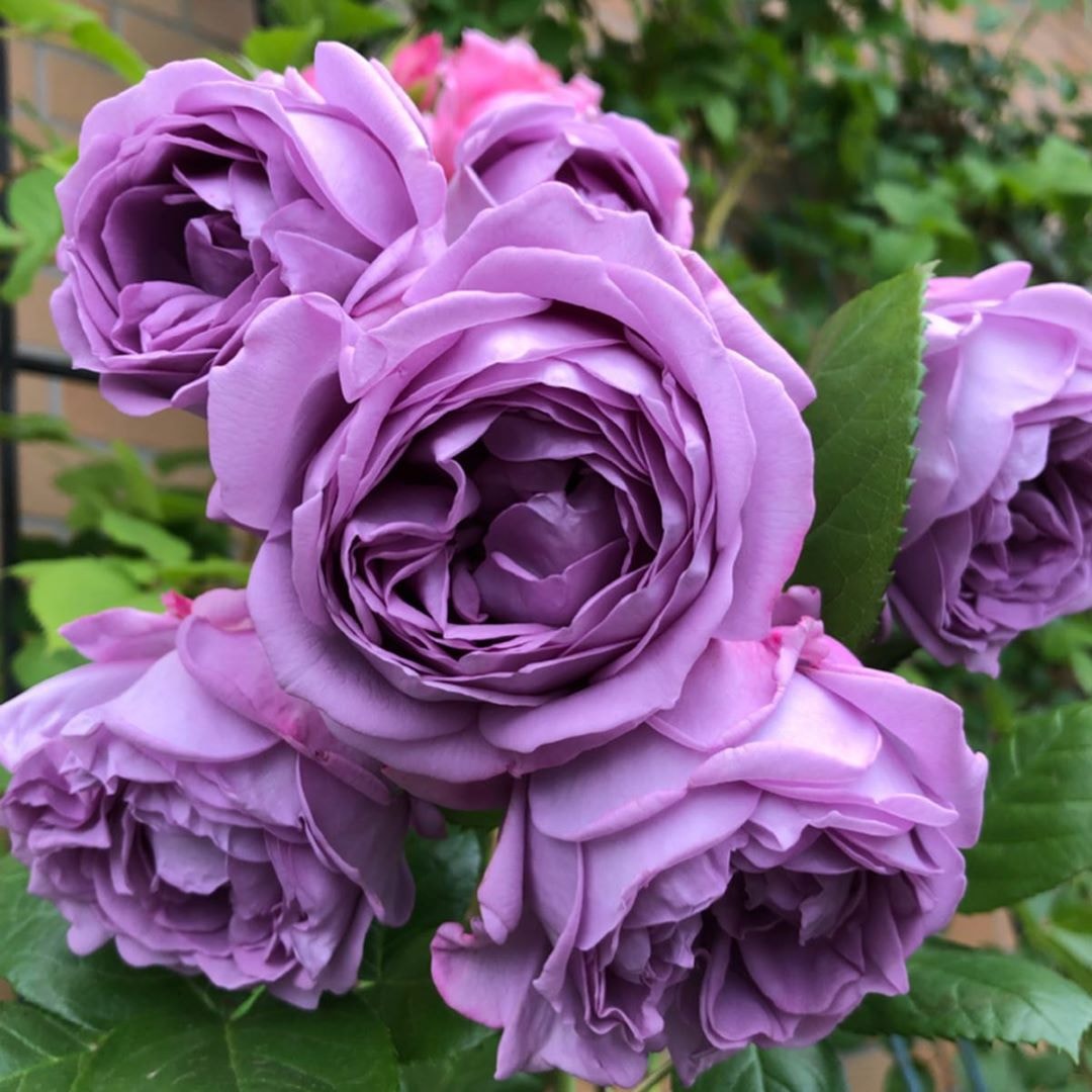 Hoa hồng Kinda Blue Rose