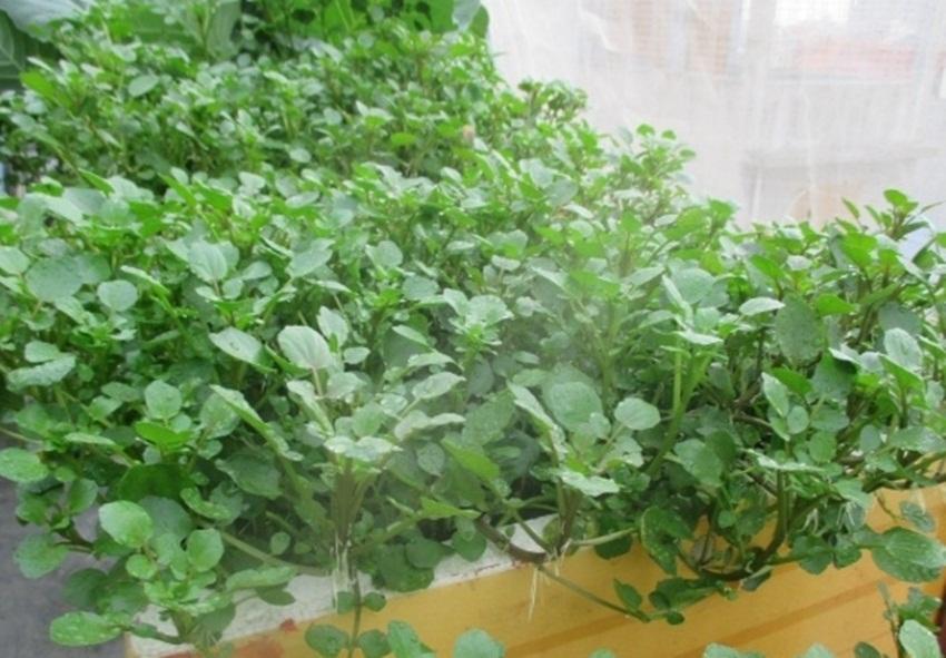 Combo 1 gói Hạt giống Rau Cải xoong , 1 gói kích nảy mầm, 1 gói phân bón nảy chồi ra lá