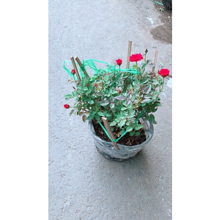Hoa Hồng Tiểu Muội