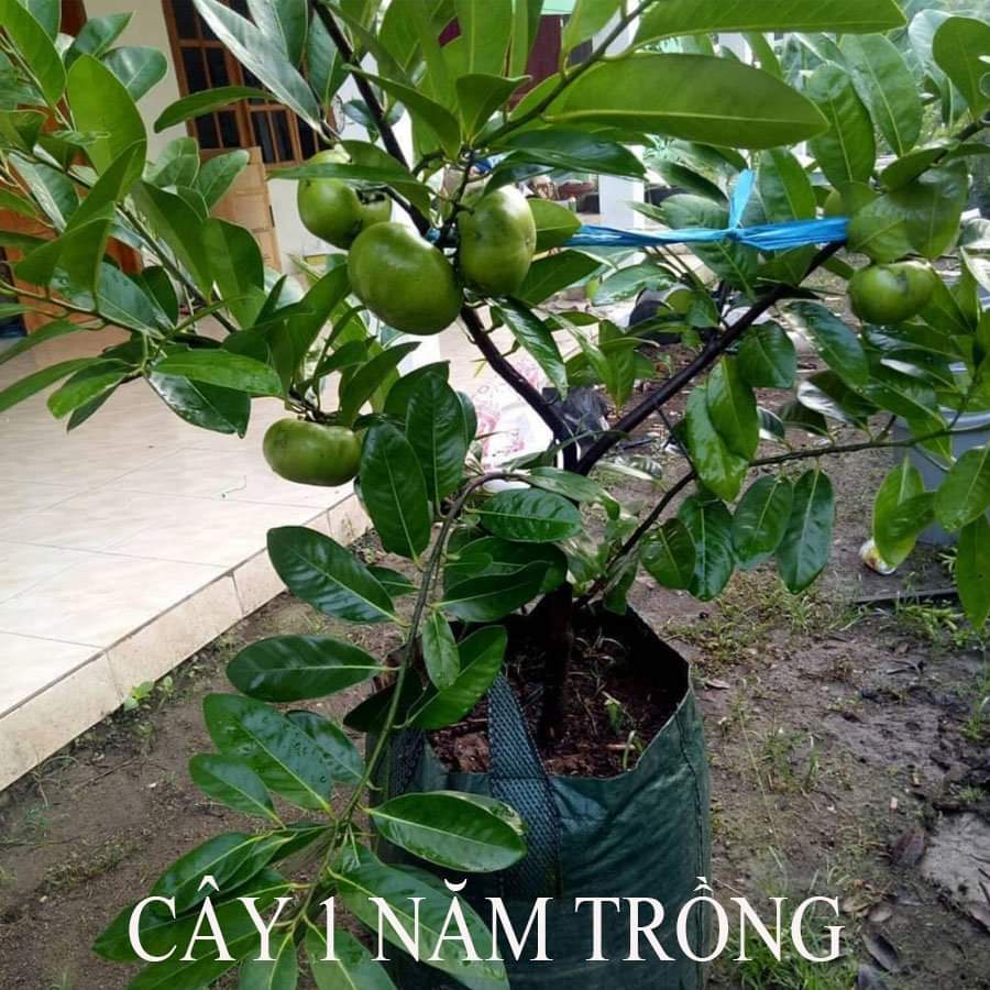 CÂY GIỐNG HỒNG ĐEN SOCOLA SIÊU SỚM (giao siêu nhanh cam kết chất lượng)