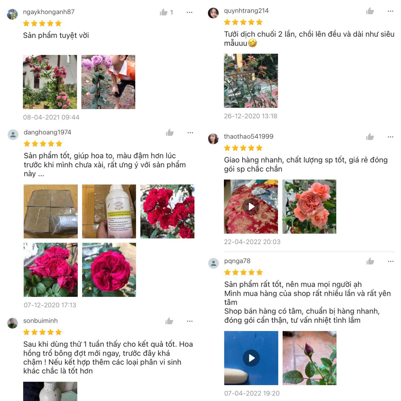 Dịch chuối trứng sữa SOF, Phân bón hoa hồng, hoa lan, cây cảnh...