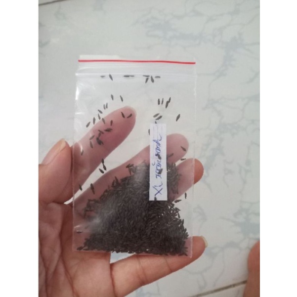 20GR HẠT GIỐNG XÀ LÁCH XOĂN XANH TRANG NÔNG TN518