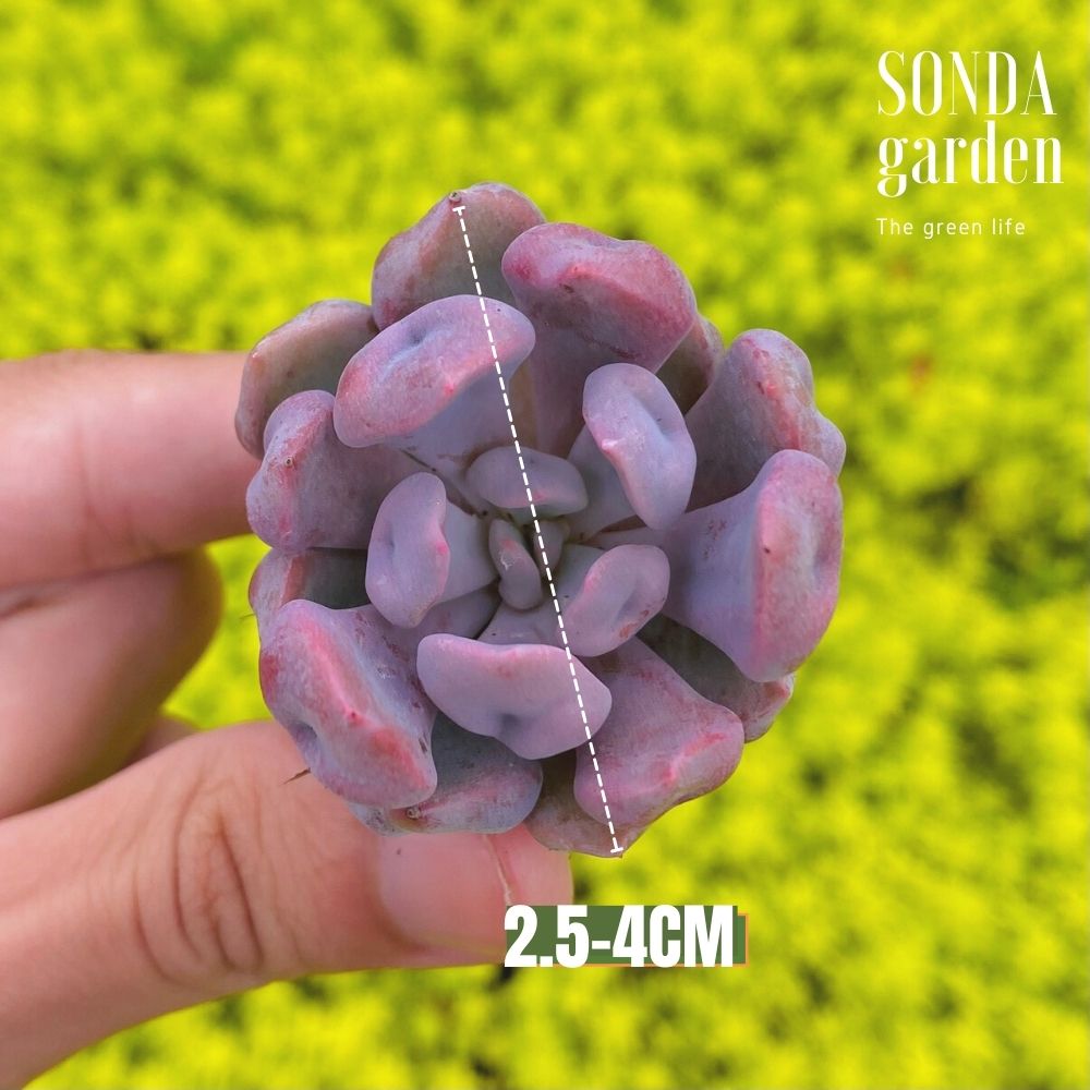 SEN ĐÁ CÚC HỘT SIZE MINI SIÊU KHỎE ĐẸP LỖI 1 ĐỔI 1