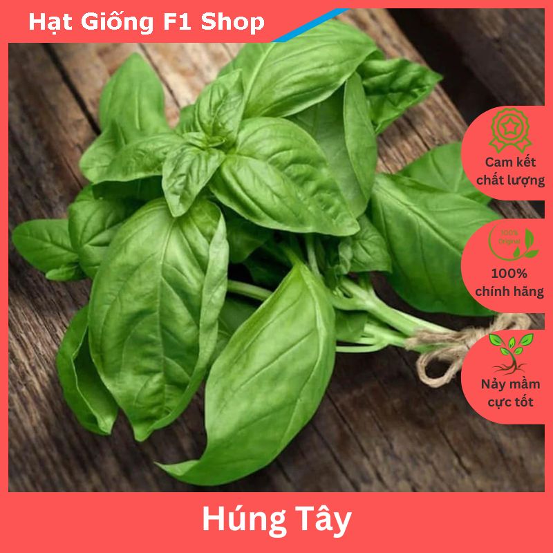 Hạt Giống Rau Húng Tây (Quế Tây) Basil Italy Dễ Trồng (2 Gam)