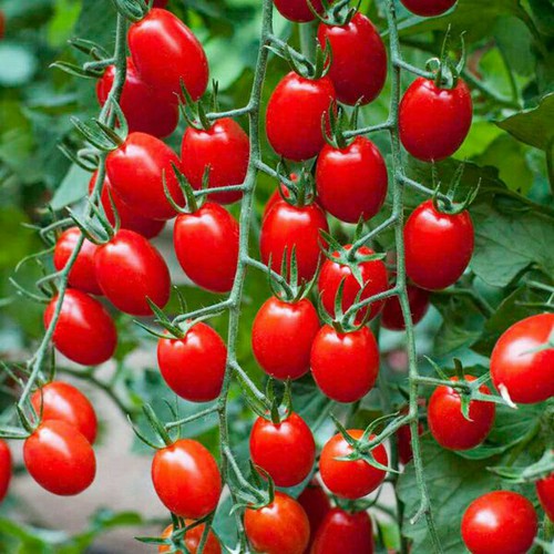 20H - HẠT GIỐNG CÀ CHUA CHERRY ĐỎ ( tặng viên ném nẫy mần và hướng dẫn )