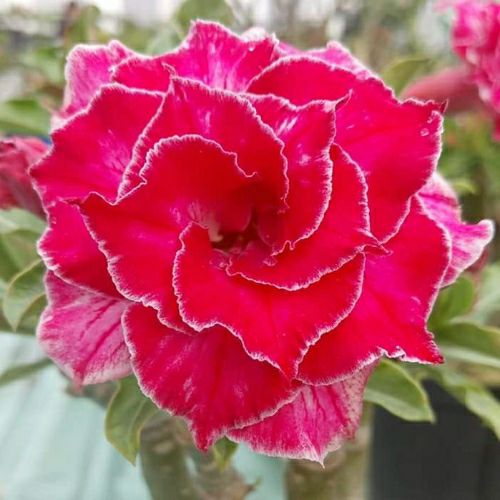 20 hạt sứ thái cánh kép màu như hình.