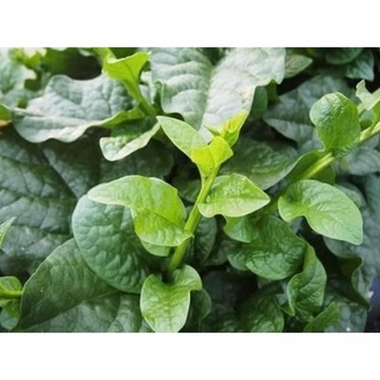Hạt Giống Rau Mồng Tơi Lá Lớn - Gói 20gr