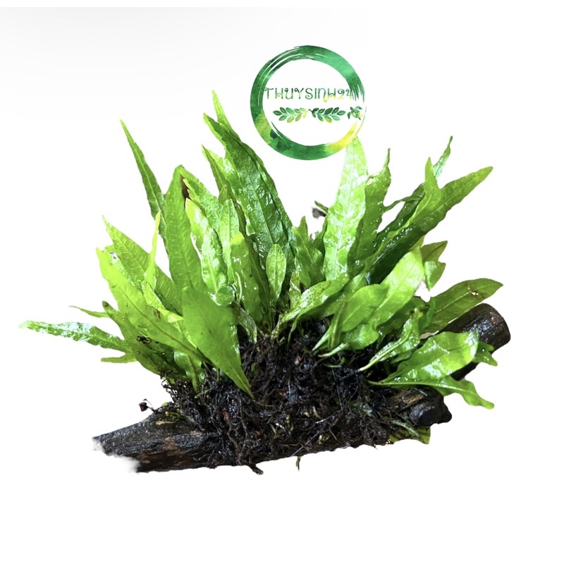 [Mã PET20K giảm 20K đơn 250K] Dương xỉ Java cấy lên lũa - cây thuỷ sinh - cây thuỷ sinh không cần co2