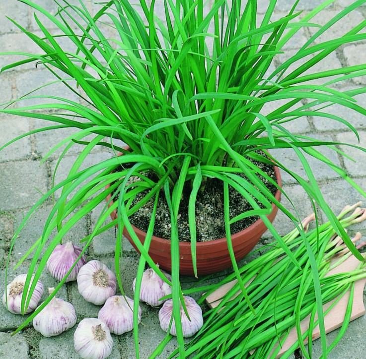 Hạt giống hẹ lá Thái Lan. 1 gr/gói
