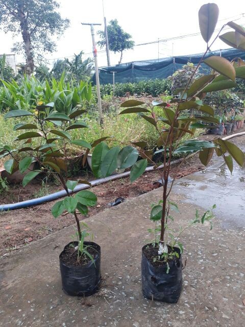 Cây giống vú sữa lò rèn