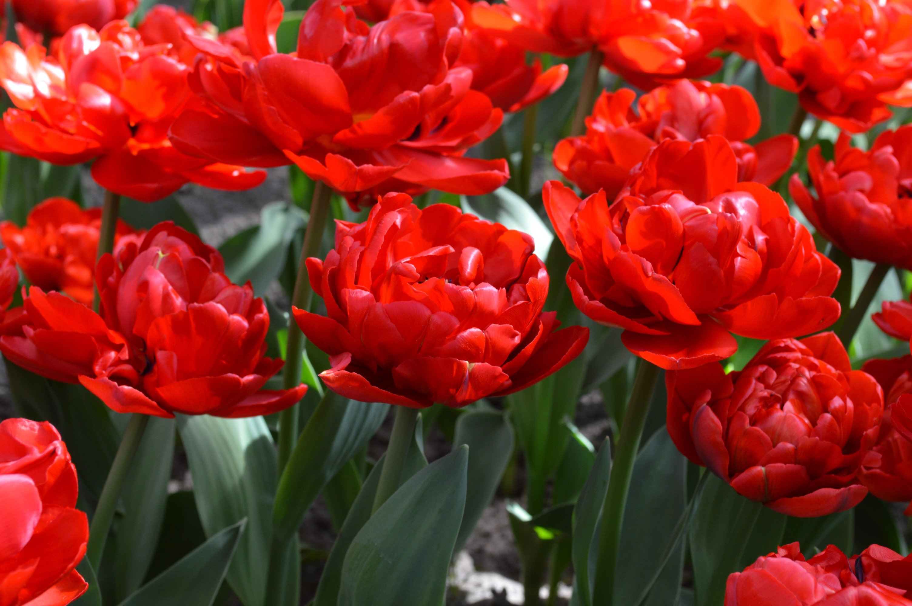 Combo 5 củ hoa tulip kép nhiều màu - trồng chơi tết