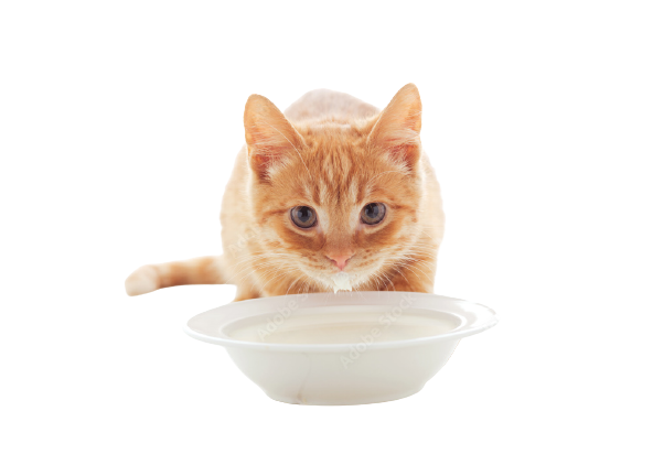Pet milk (mother milk replaceable), for baby cats and mother, boost metabolisim