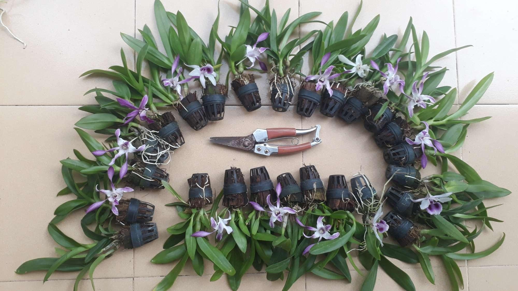 Combo hoa lan Dendro màu, nắng, mini.