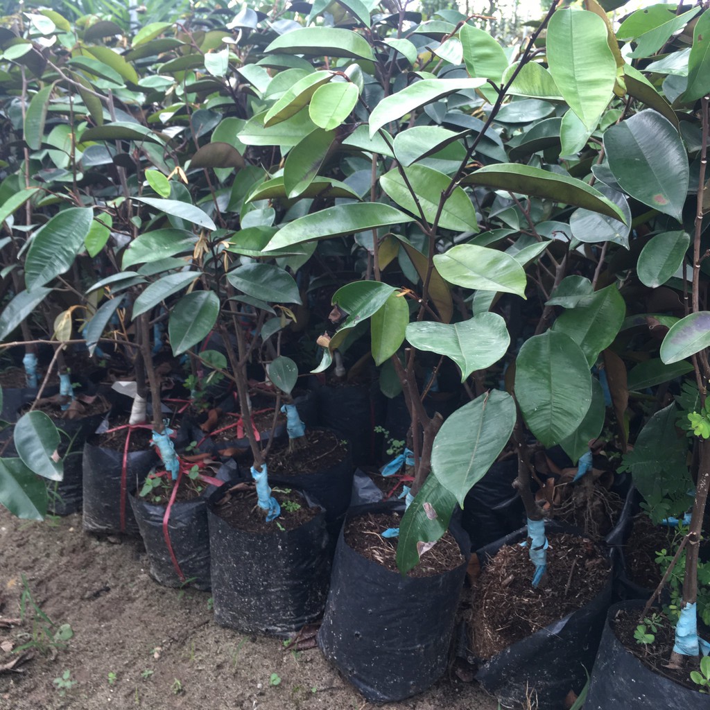 Cây Giống Vú Sữa Tím