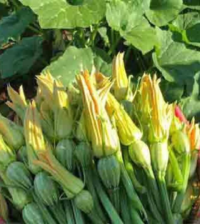 Hạt giống bí siêu nụ - Gói 10 hạt