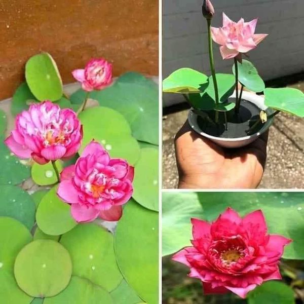 Hạt giống sen nhật mini gói 5 hạt