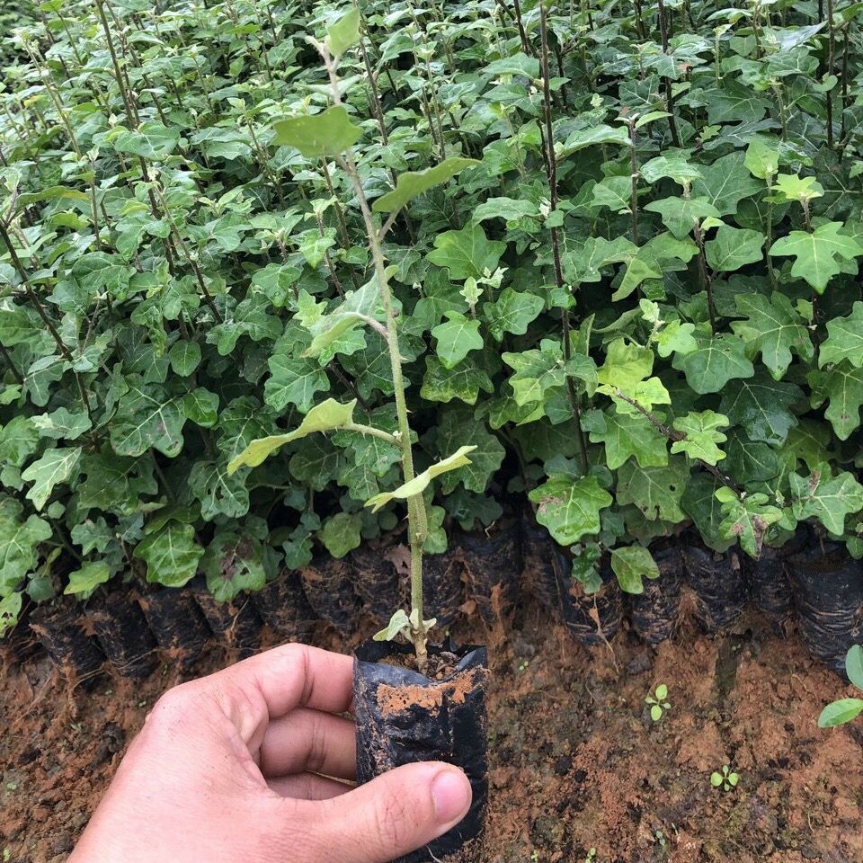 [Cây dược liệu] Cây giống Cà Gai Leo