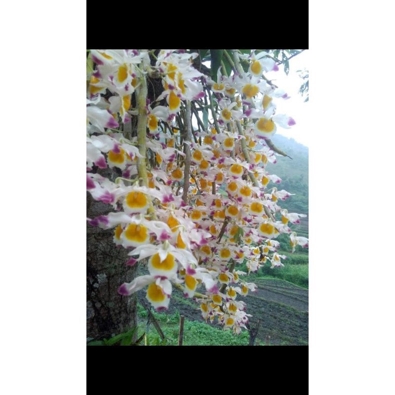 LAN NGỌC THẠCH BA MÀU ĐANG MÙA RA HOA