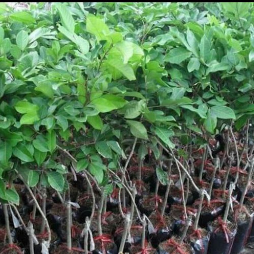 (Cây Ăn Qủa) chôm chôm giôn+ tặng ( 0,5kg) phân thỏ hữu cơ
