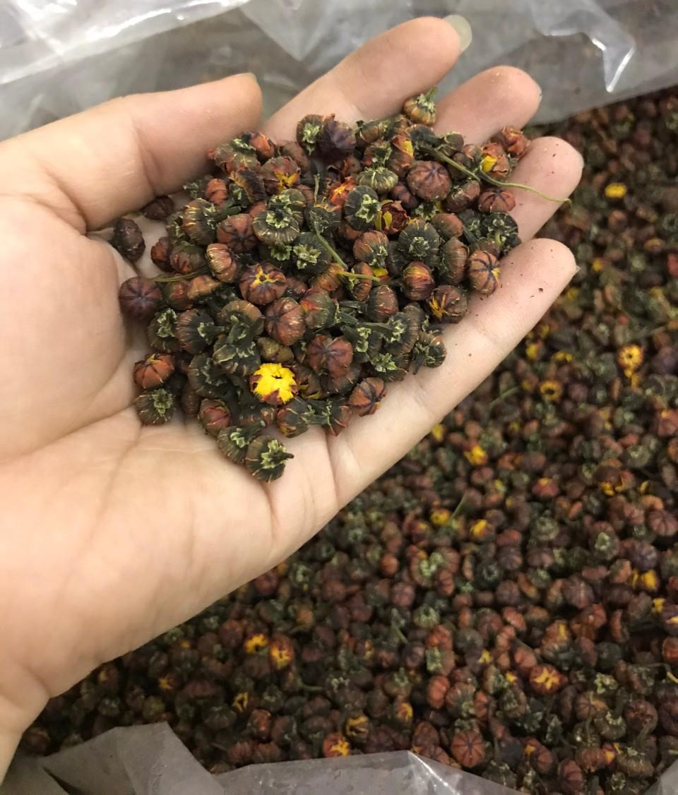 [HCM]Trà nụ hoa cúc Tây Tạng hoang dã 50g ( nụ hoàng cúc Tibet)